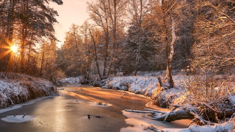 Зима в лесу