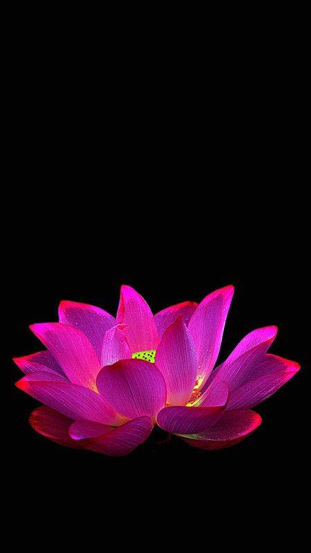 Цветы на темном фоне