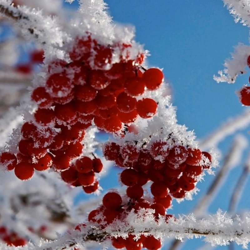 Рябина в снегу