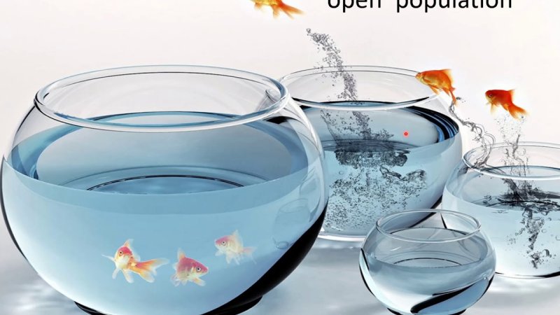 Человек кормит рыбок в аквариуме