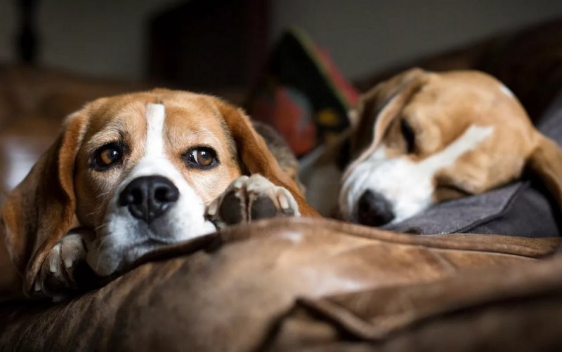 Бигль собака щенок