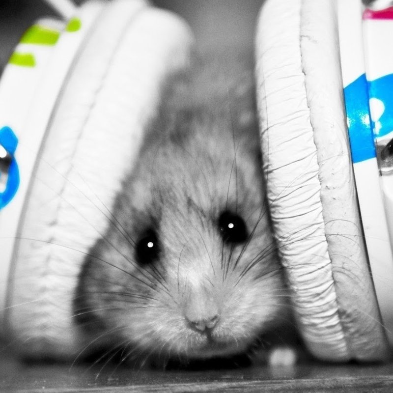 Милые хомячки