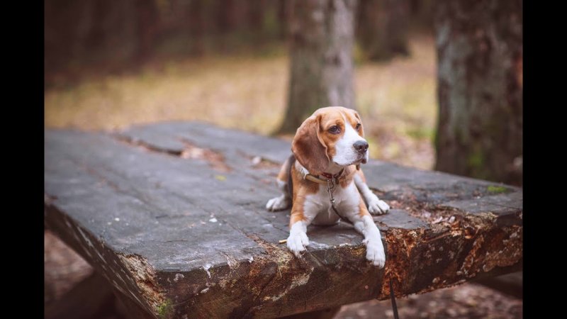 Бигль собака