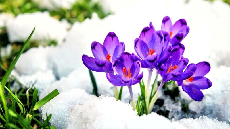 «Крокусы под снегом»