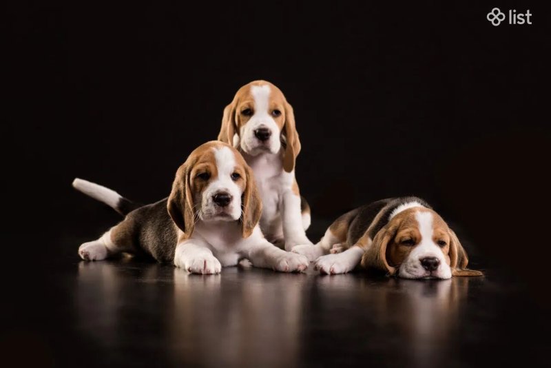 Бигль собака