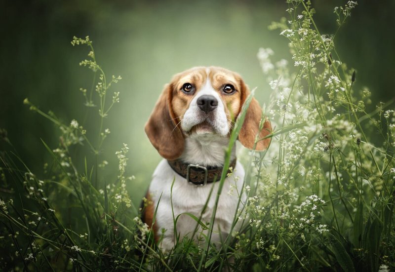 Бигль на траве