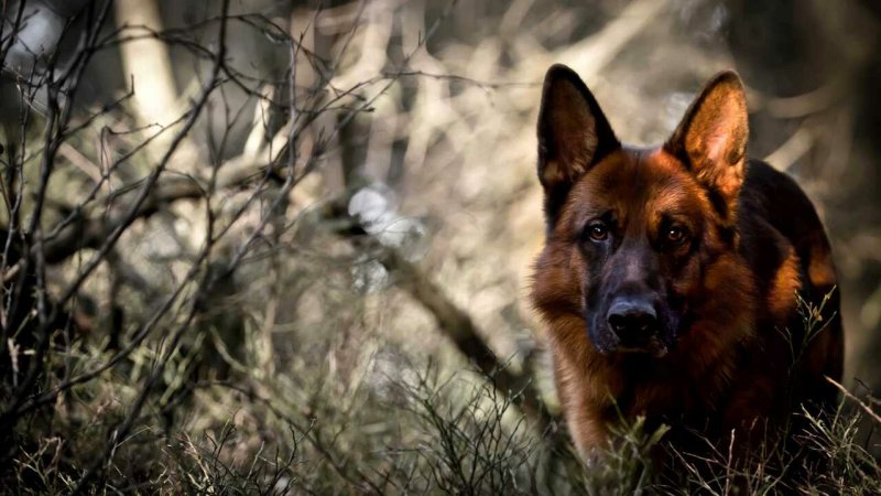 Немецкая овчарка Мухтар