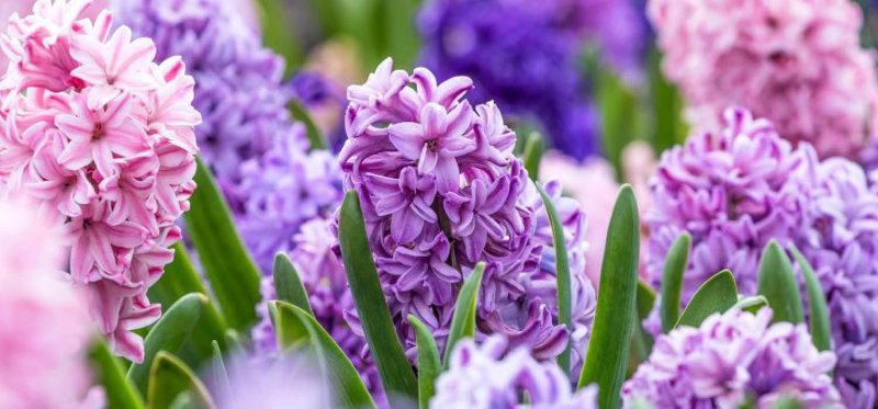 Гиацинт махровый холлихок