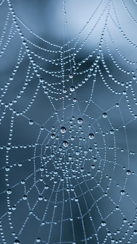 Капли на паутине