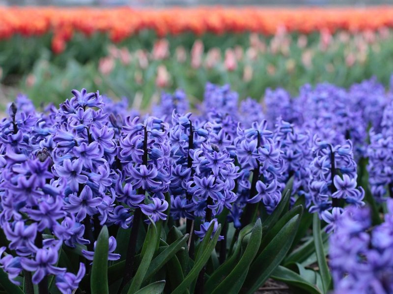 Гиацинт Восточный