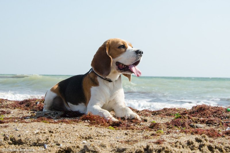 Бигль щенок