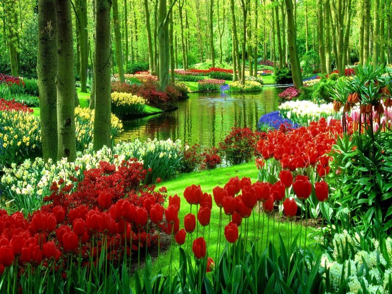 Keukenhof Gardens Нидерланды