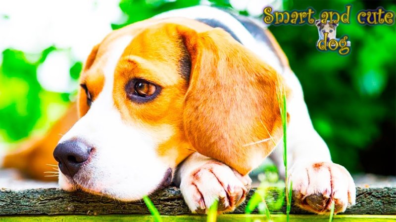 Бигль собака щенок