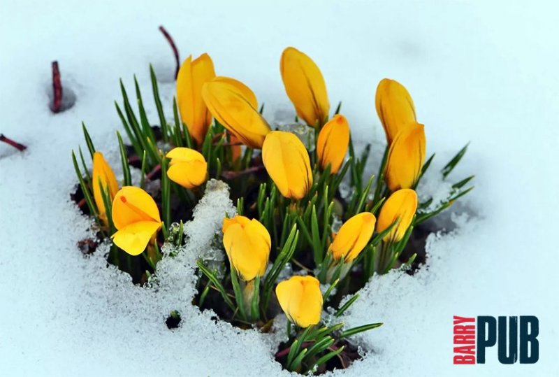 Цветы из под снега