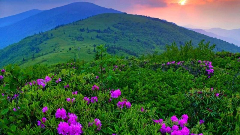 Альпийские Луга Франции