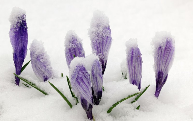 Крокусы из под снега