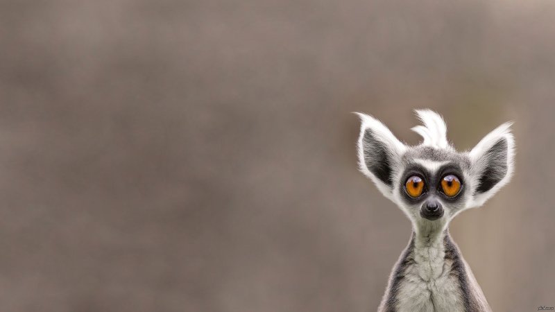 Мадагаскарский карликовый лемур