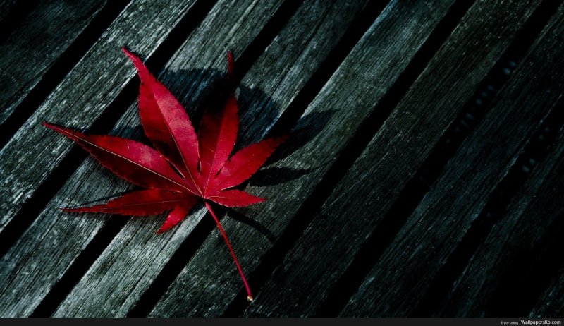 Красивые листья