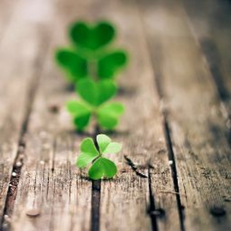Четырехлистный Клевер Эстетика