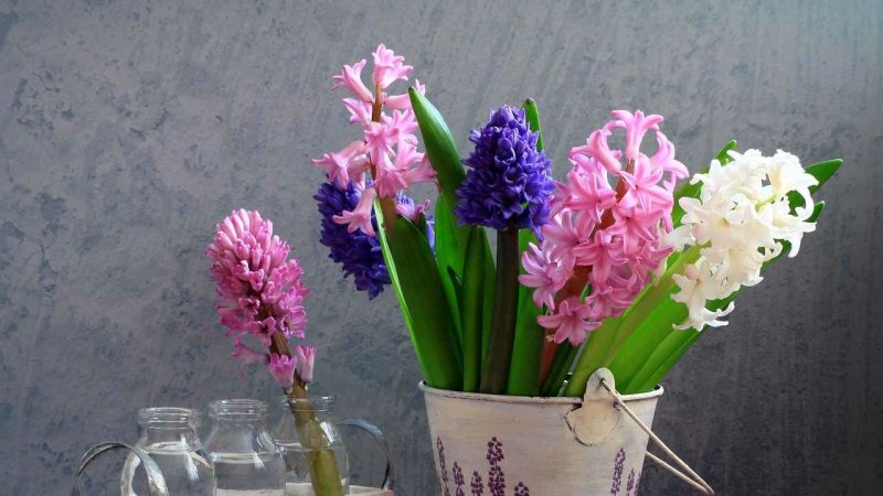 Гиацинт спринг микс