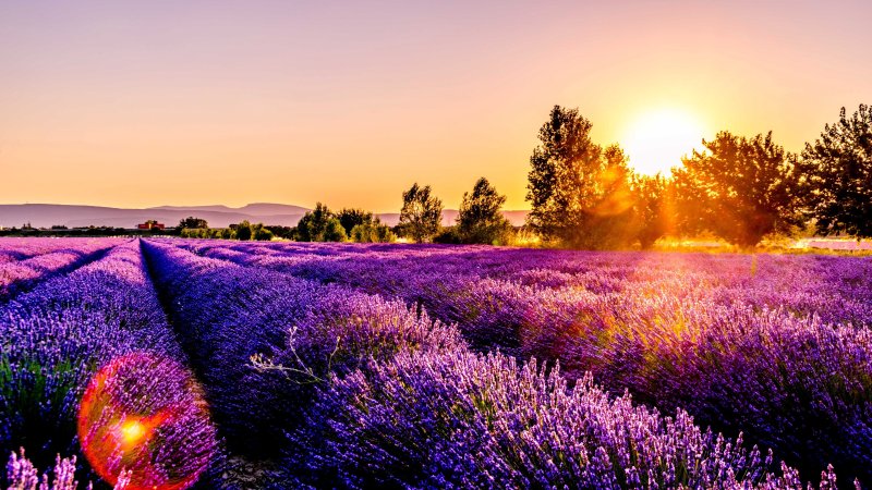 Лавандовые поля Жан Марк Жаньячик