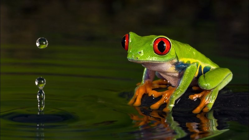 Лягушка древолаз зеленая