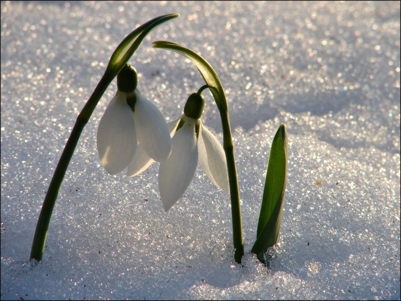 Подснежник Галантус голубой