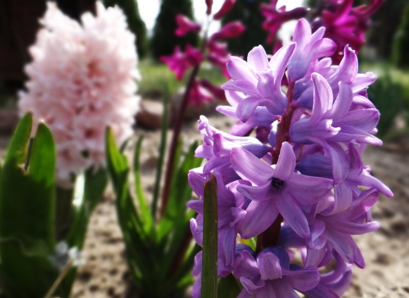 Дикий гиацинт