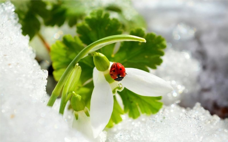 Весна подснежники