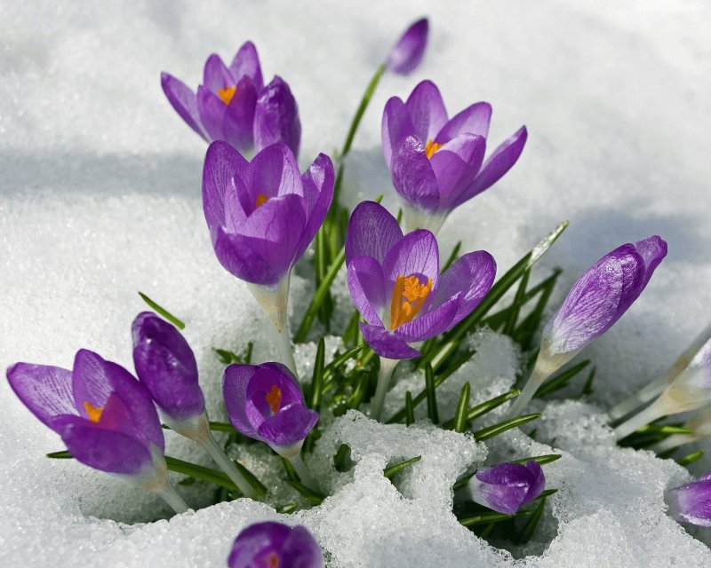 Первоцветы (подснежники, крокусы, гиацинты).