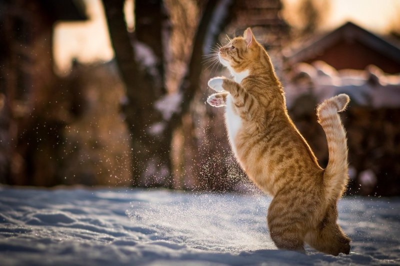 Кошки зимой