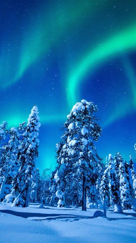 Новогодняя природа