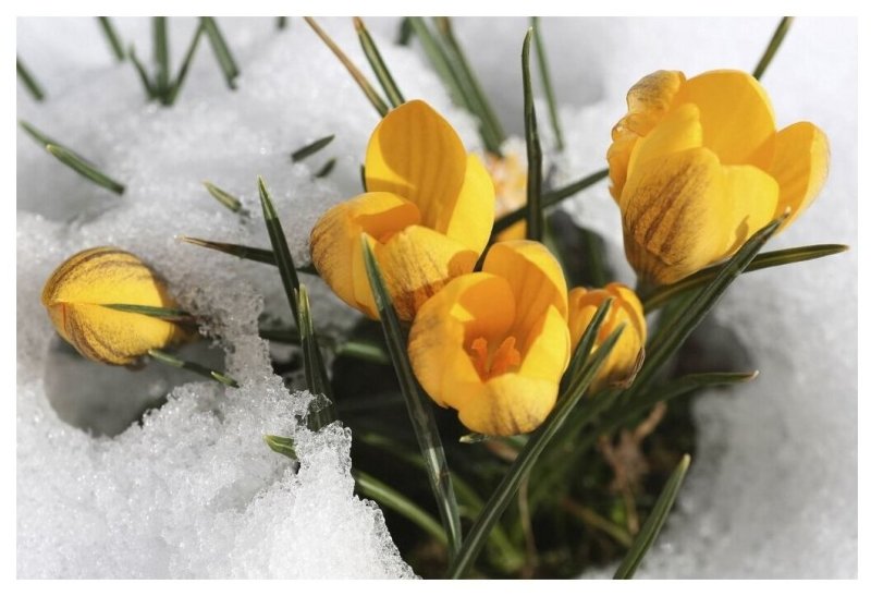 Желтые первоцветы крокусы