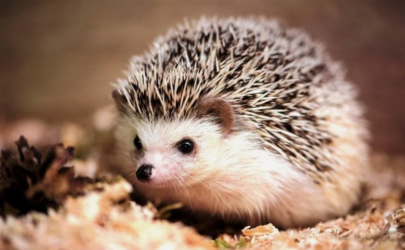 Обыкновенный ёж