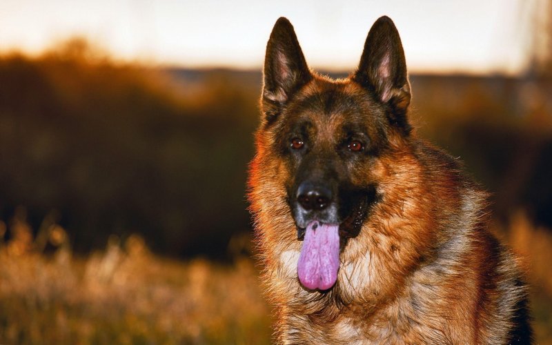 German Shepherd немецкая овчарка