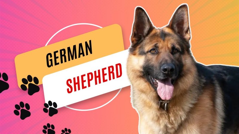 Баварская овчарка Shepherd