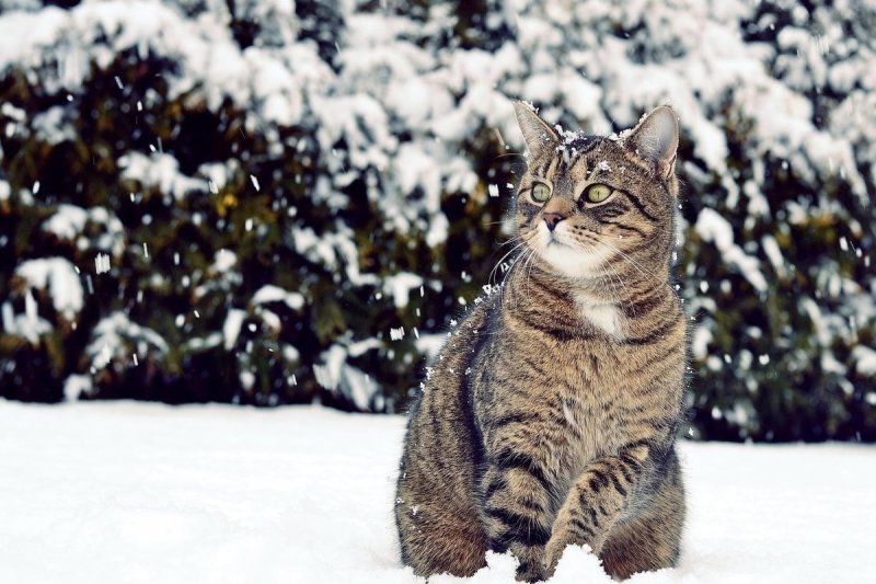 Снежные коты