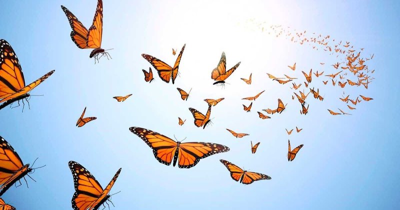 Стая бабочек