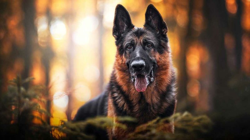 Немецкая сторожевая овчарка