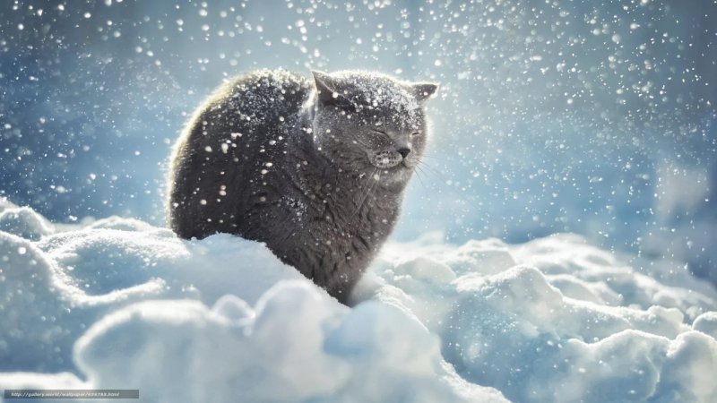 Кот в снегу