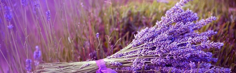 Лаванда фон