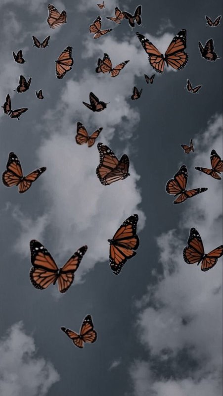 Бабочки красивые много