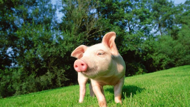 Смешные поросята