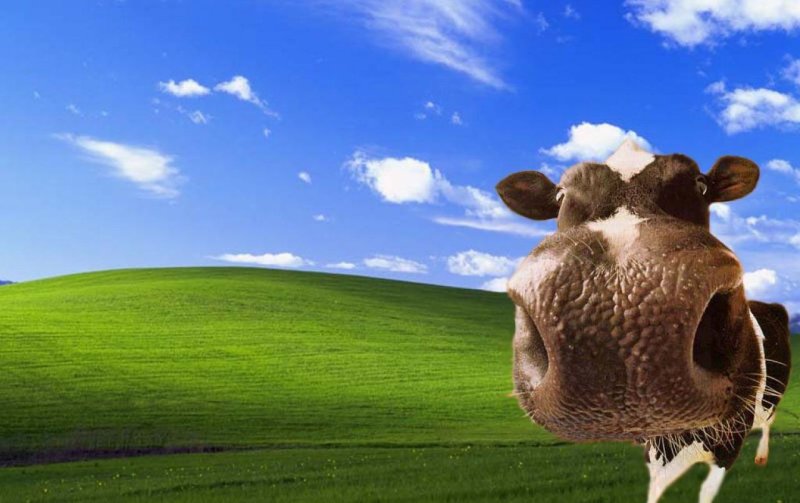 Веселая корова.