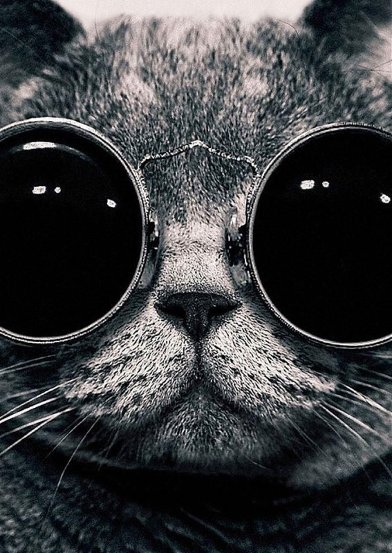 Кот в очках на телефон