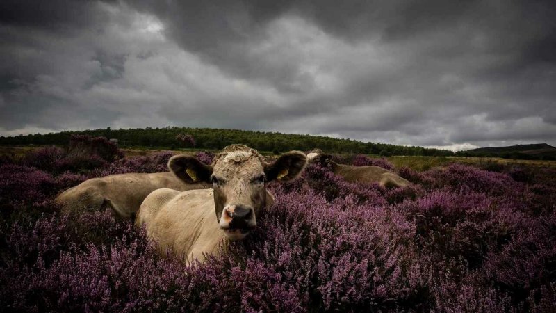 Красивая корова