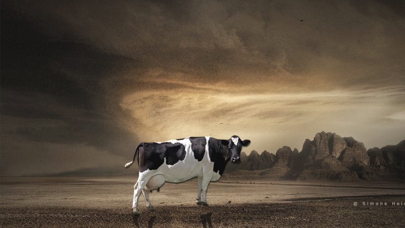 Красивая корова