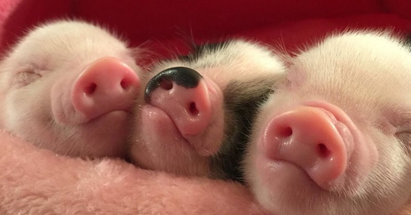 Маленький поросенок