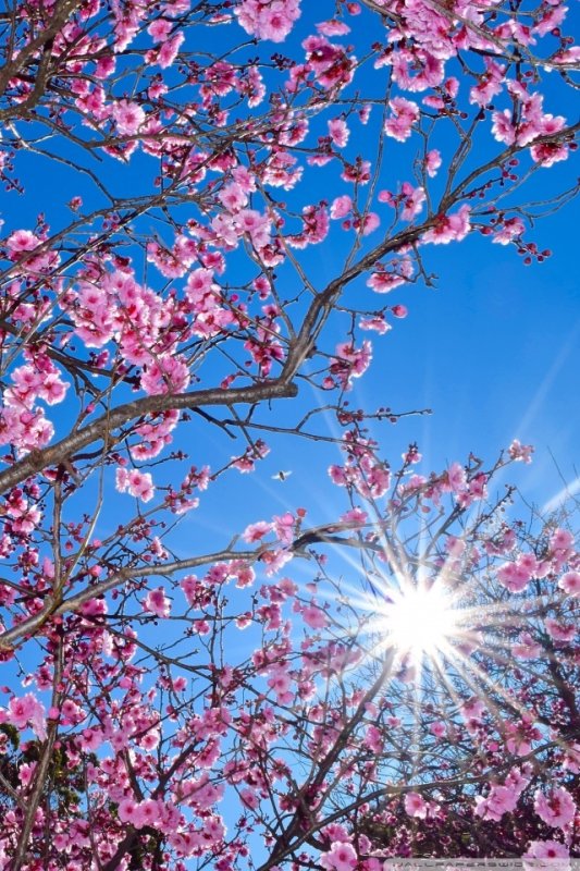 Черри блоссом цветок