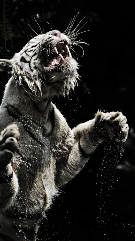 Тигр на заставку